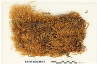 藏品(棉苔科)的圖片